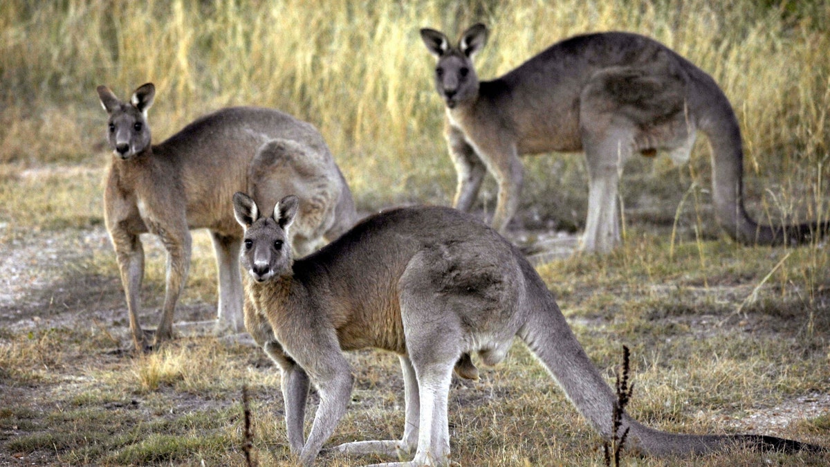 A pack of grey kangaroos