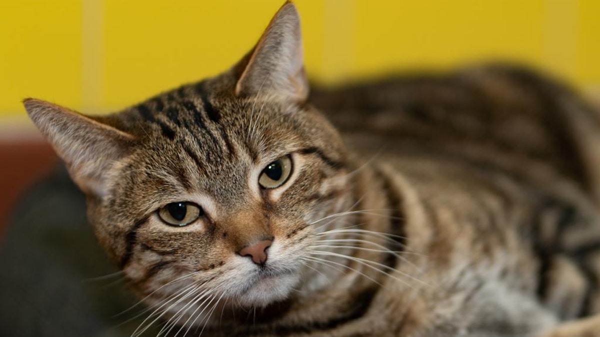 New York tabby cat looking for a life of leisure with a new adoptive family