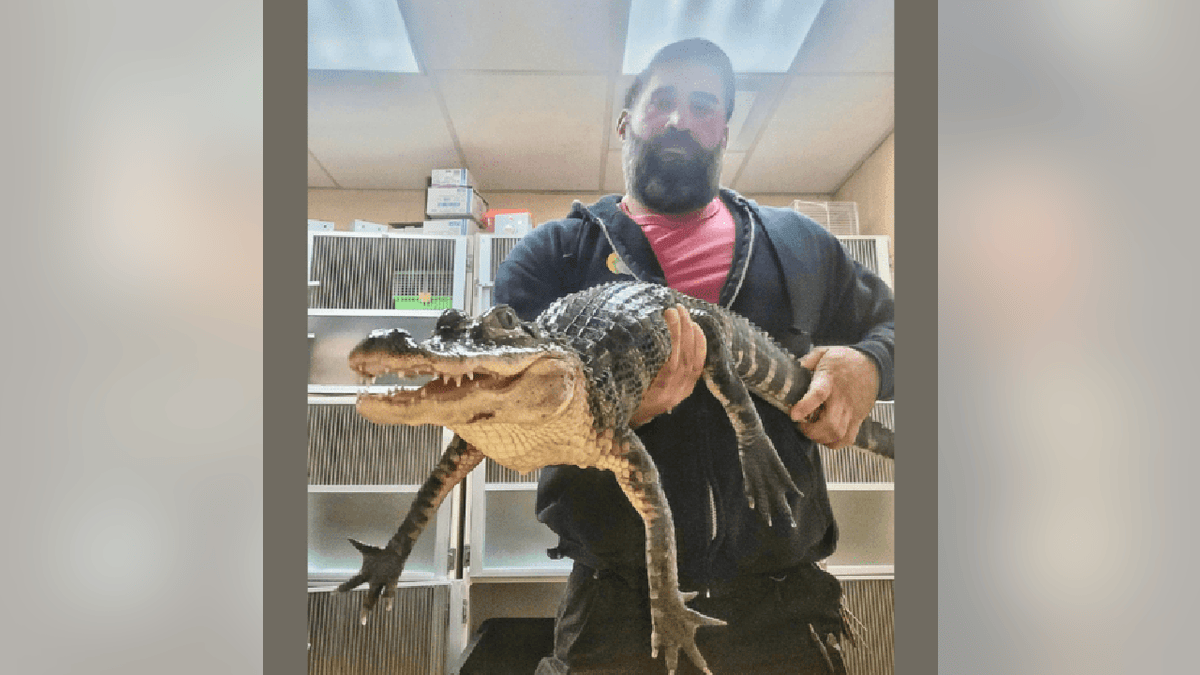 Man holds up 3-foot alligator