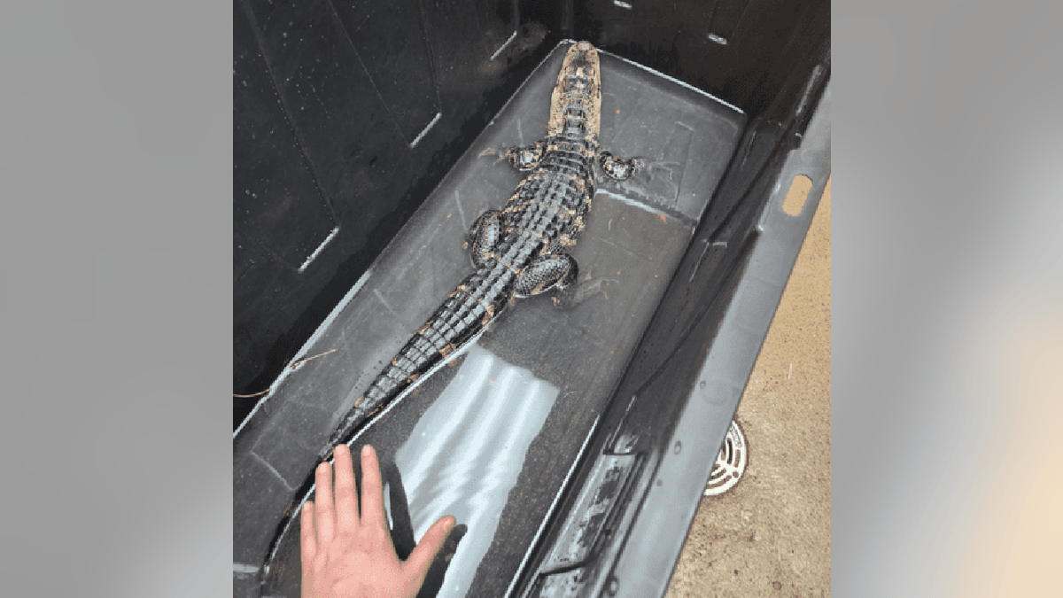 Back view of an alligator in a black storage container