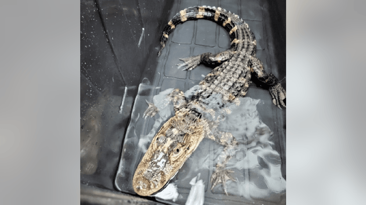 Front view of an alligator in a black storage container