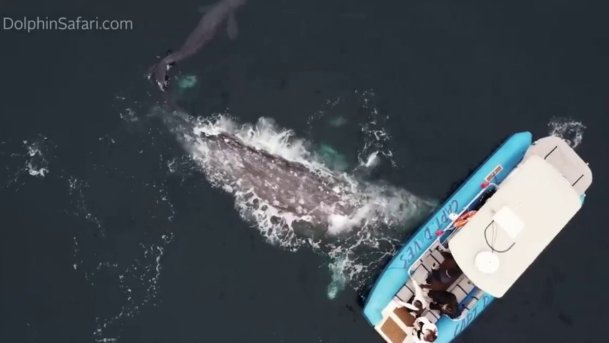 The gray whale mother breaches the water's surface