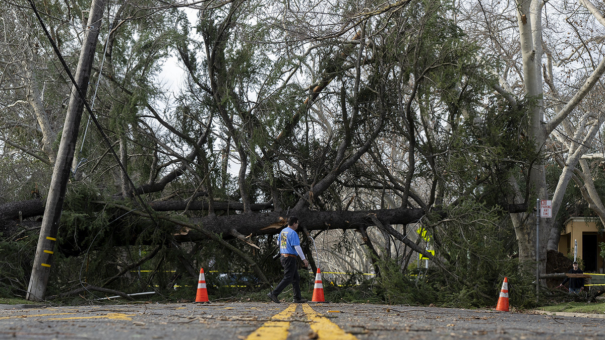 Fallen tree in Sacramento, California