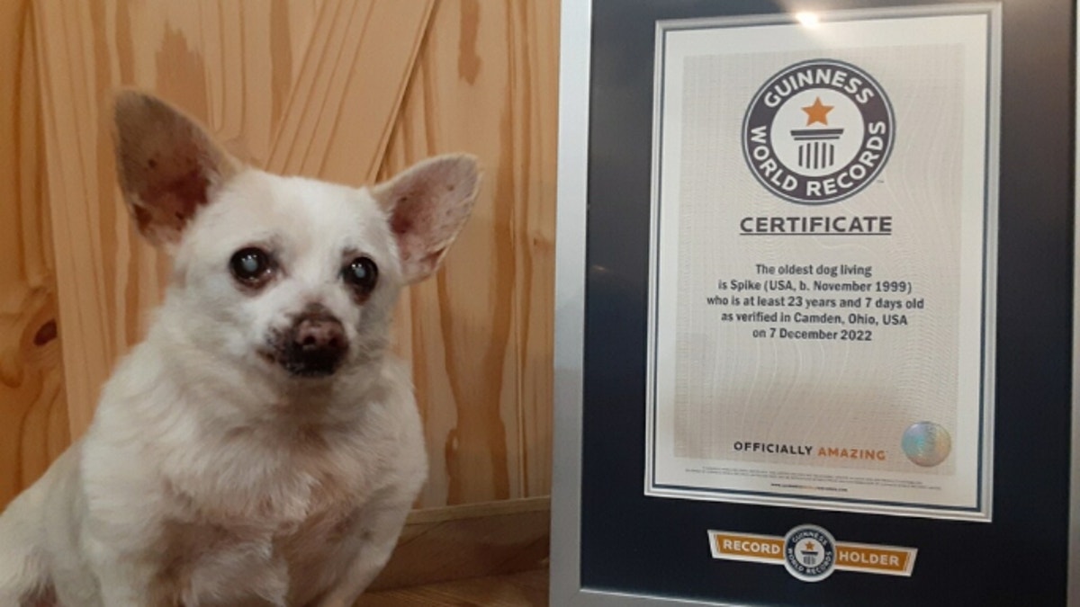 Oldest living dog? Preble County Chihuahua turns 23 today, looks