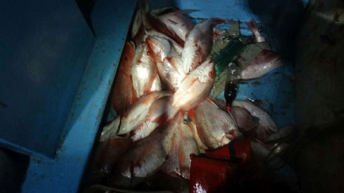 Bag filled with red snapper