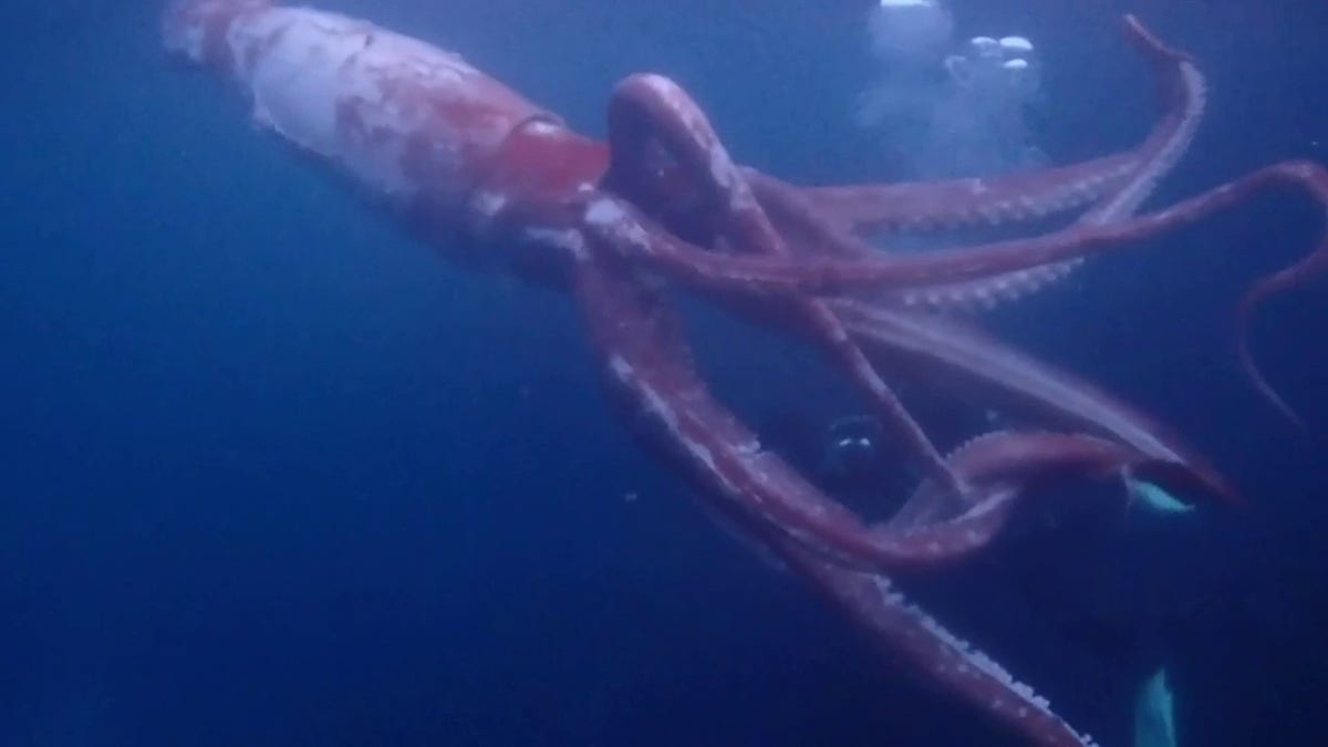 japan giant squid