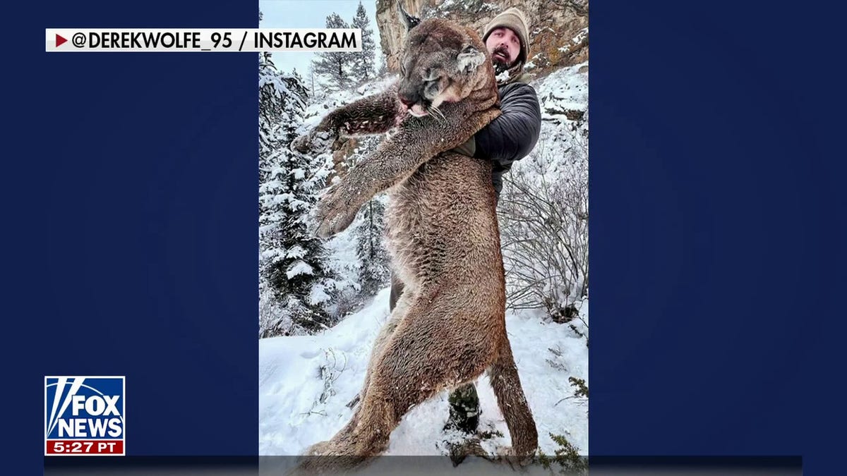 Wolfe estimates the lion weighed 200 pounds and stood almost 8.5 feet tall.