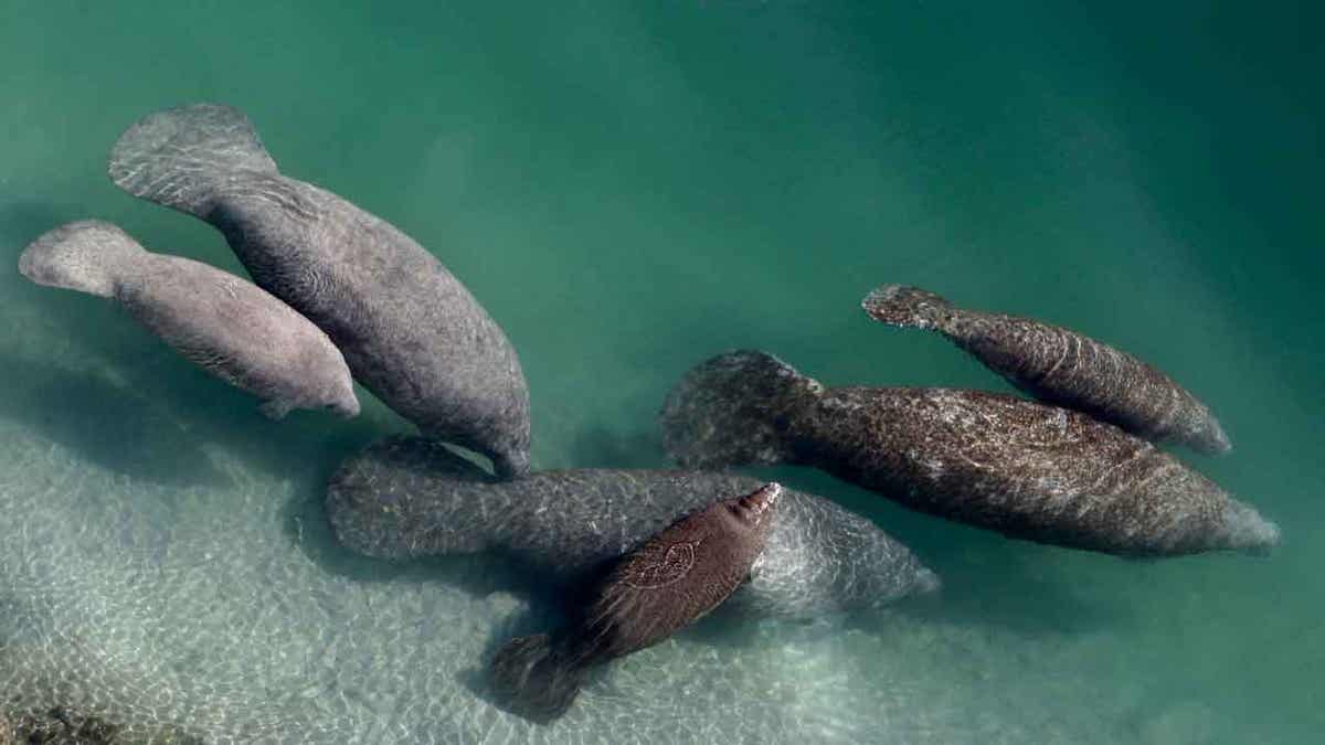 Manatees pictures swimming in a canal