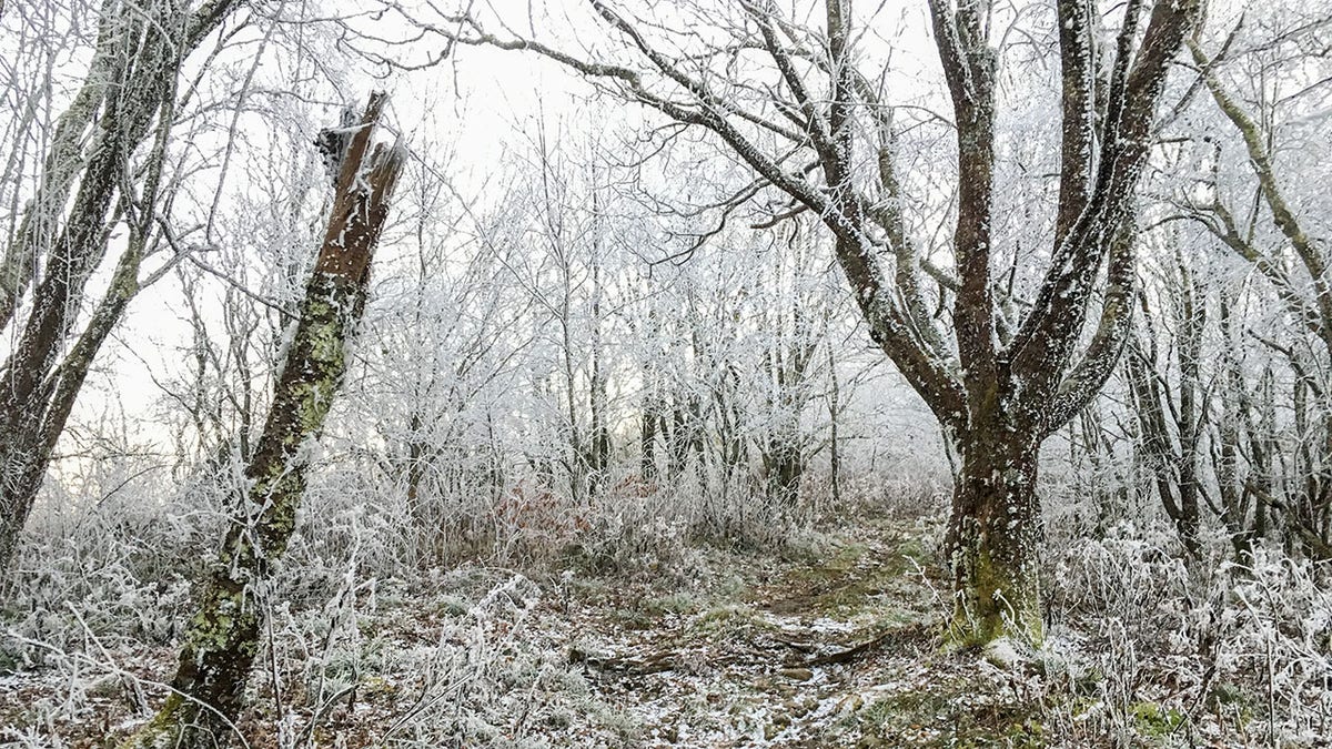 Appalachian Trail in Tennessee