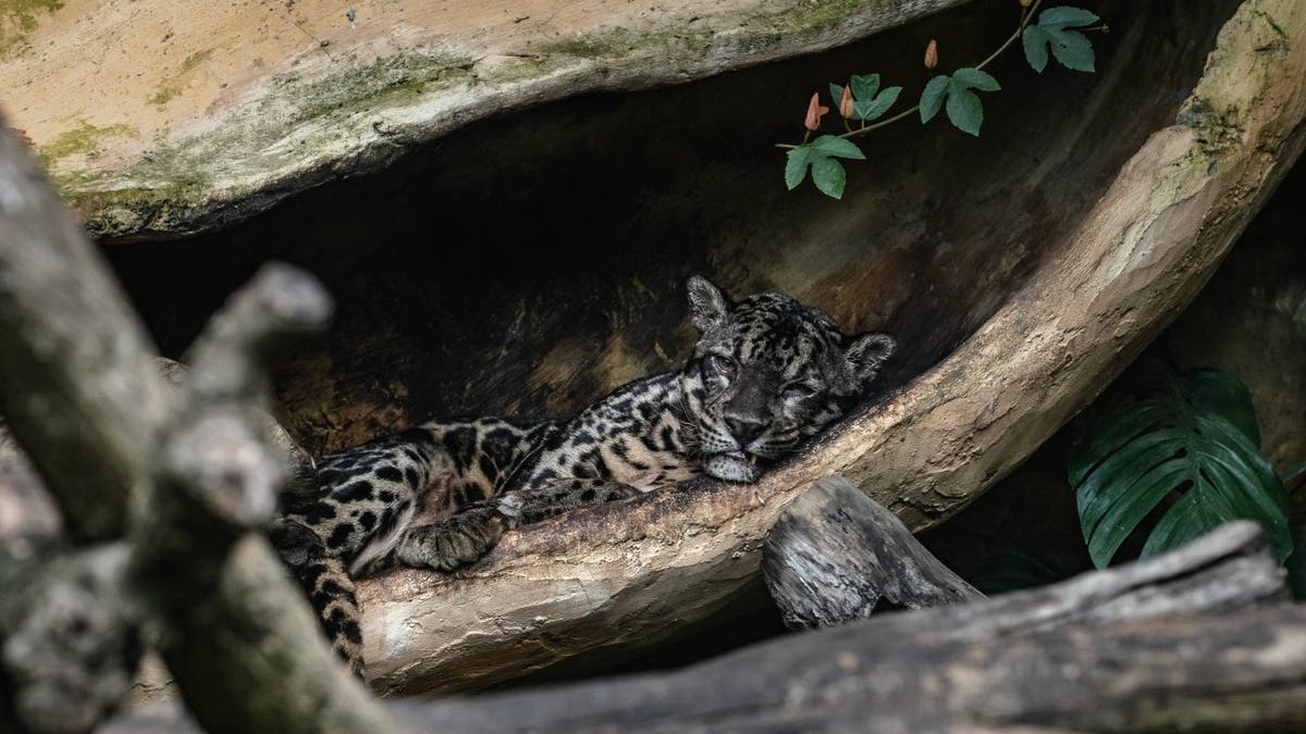 clouded leopard