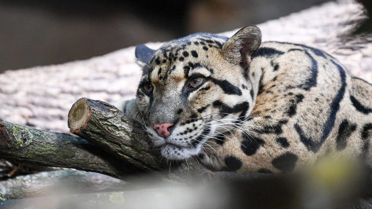 clouded leopard relaxes