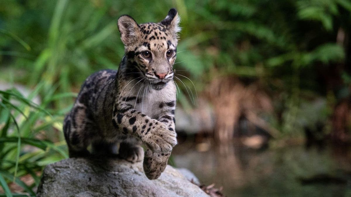 clouded leopard jumps