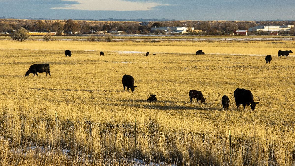Cattle in Hardin, Montana