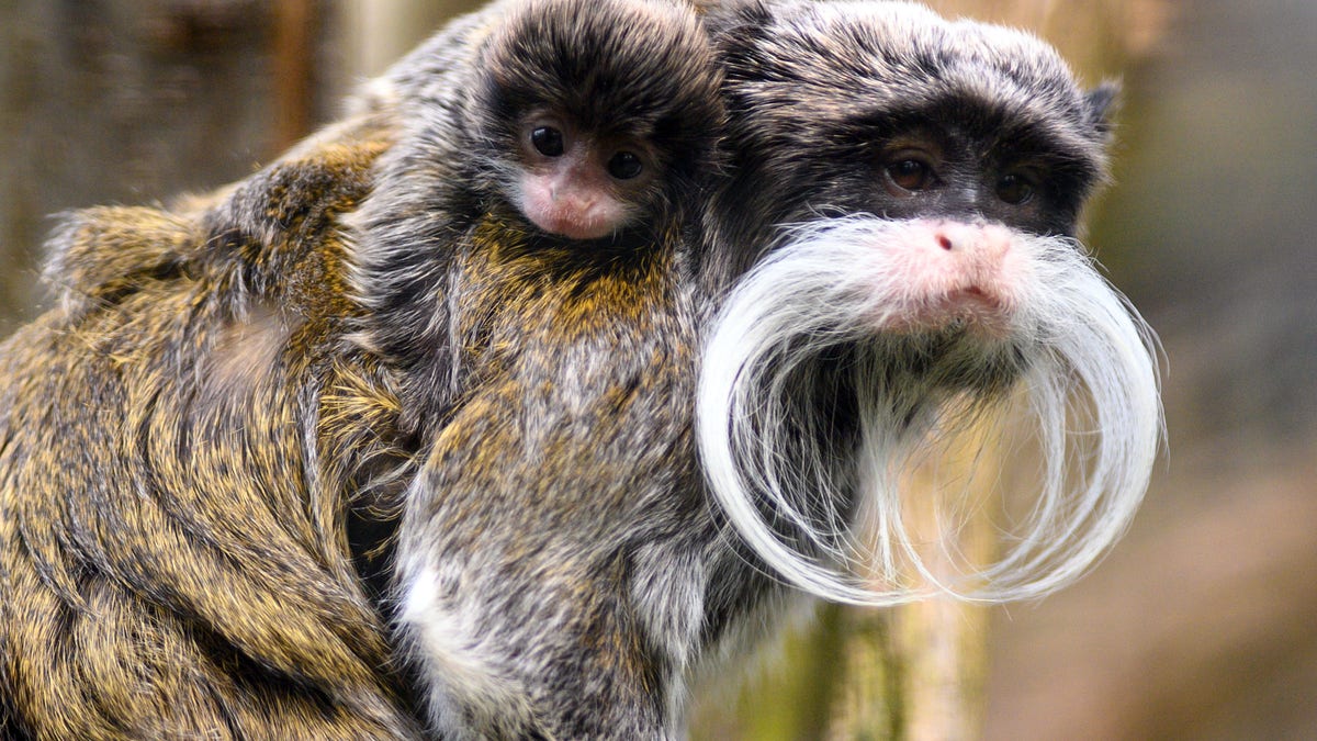 Tamarin monkeys