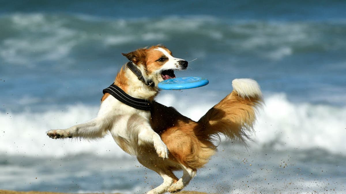 Dog on beach catching Frisbee