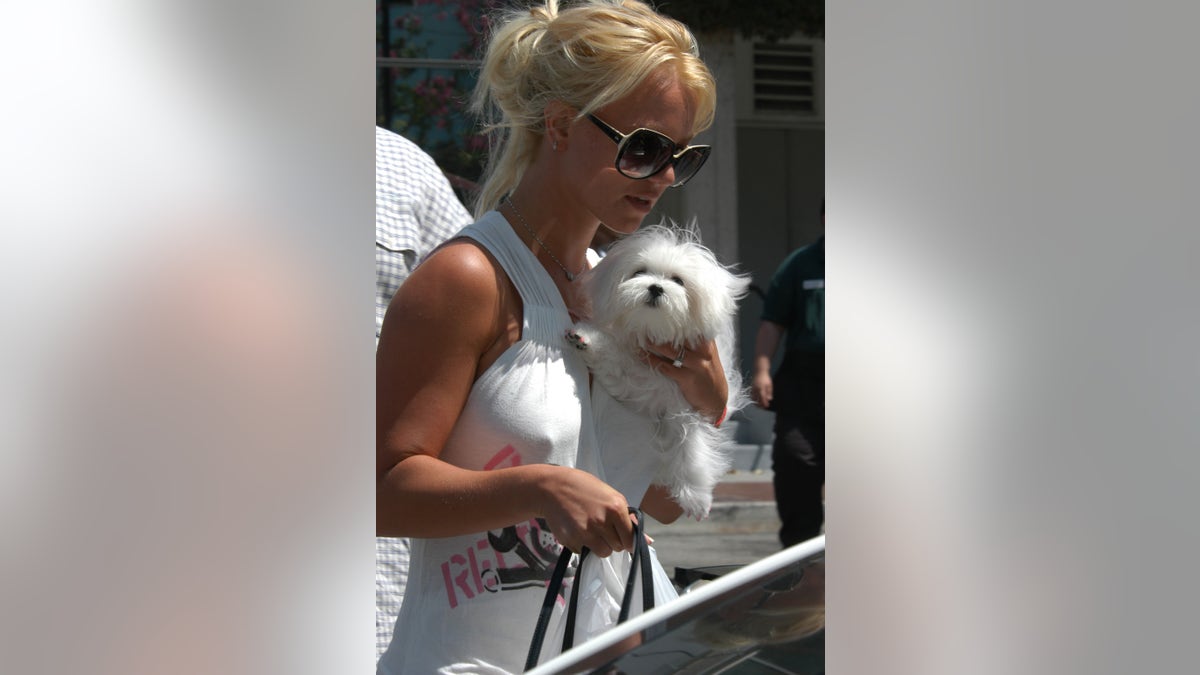 Britney Spears holding her dog