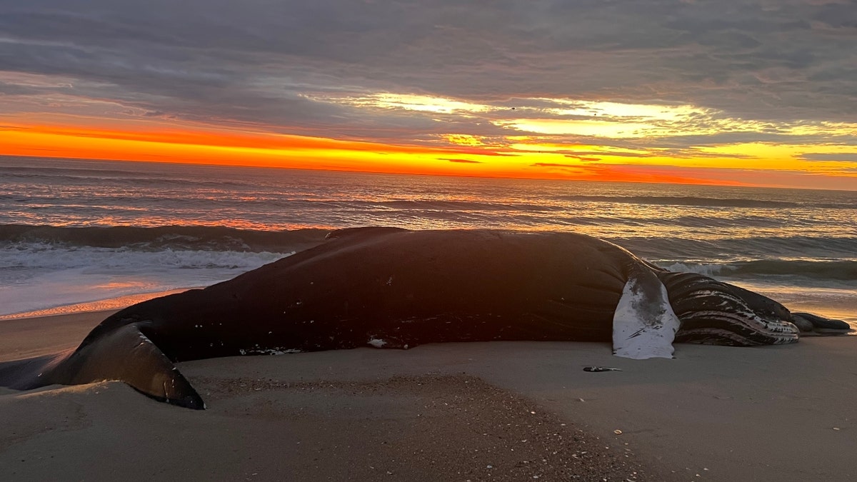 The dead whale on the beach