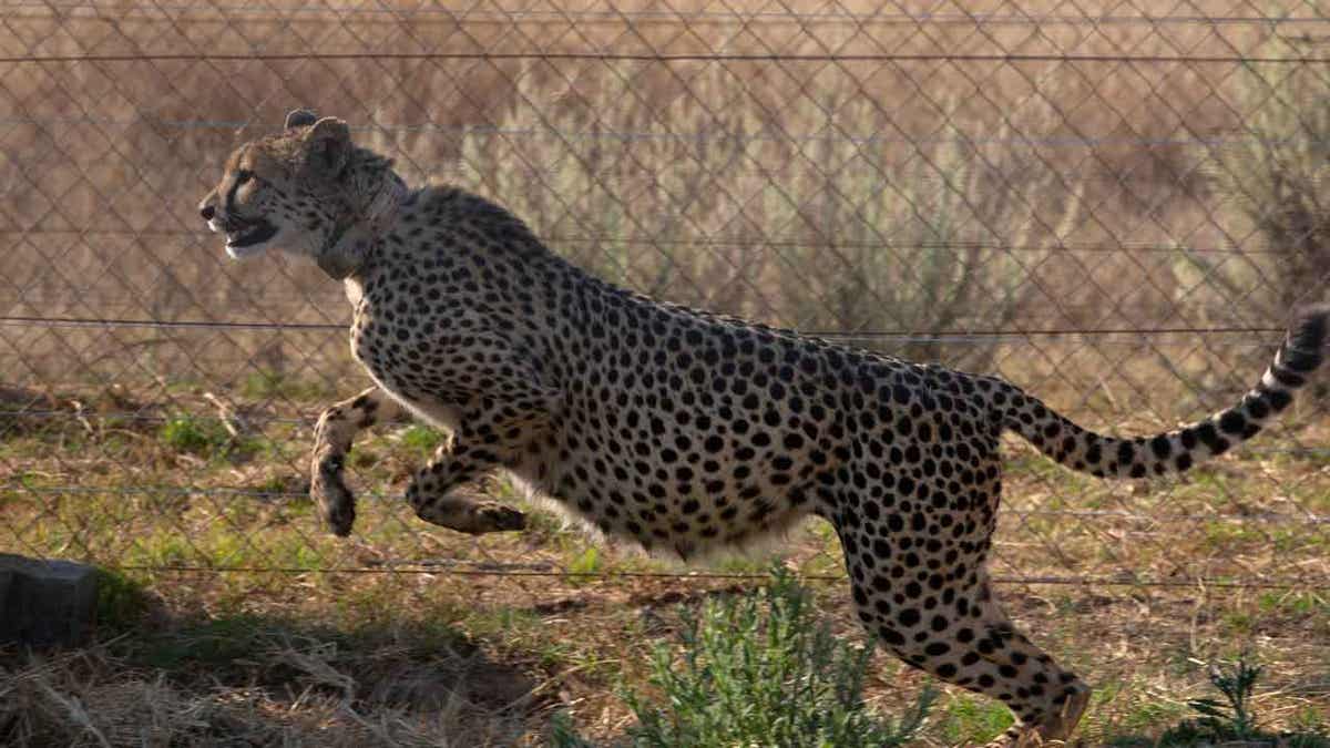 Cheetah in quarantine