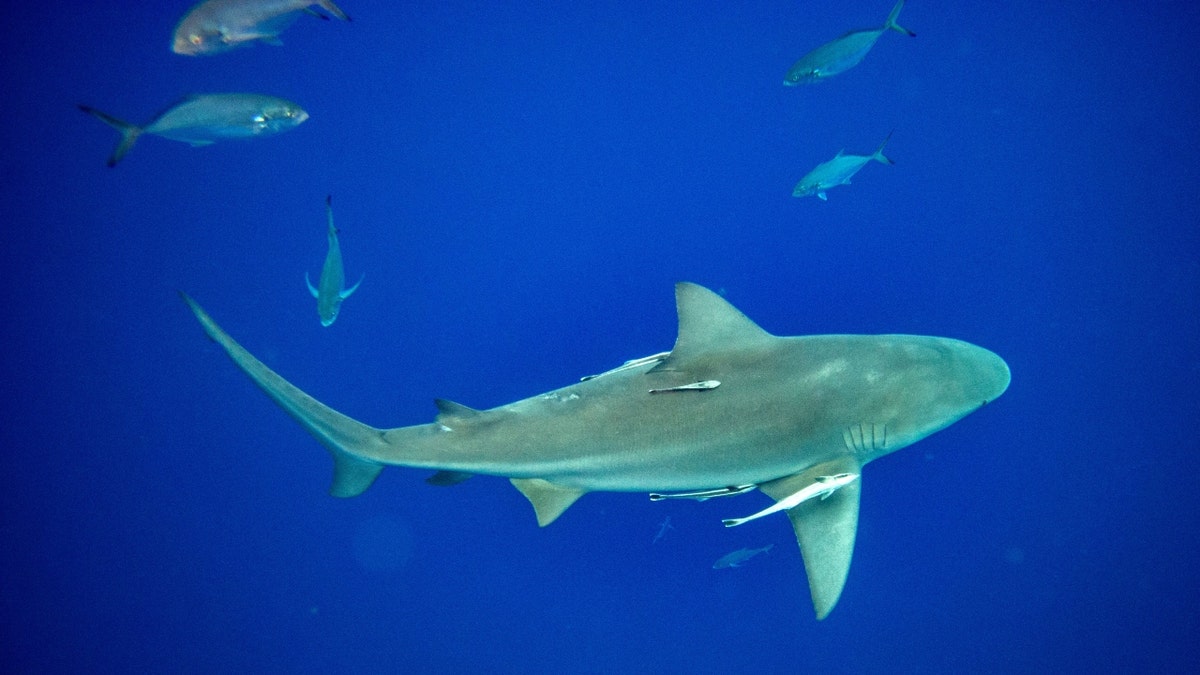 Florida sees highest number of unprovoked shark attacks on Earth in 2022