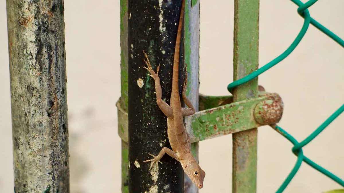 Lizard on a gate