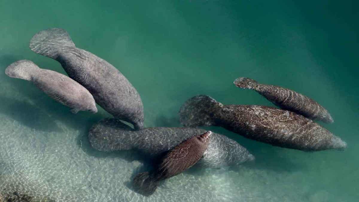 Manatees in Florida