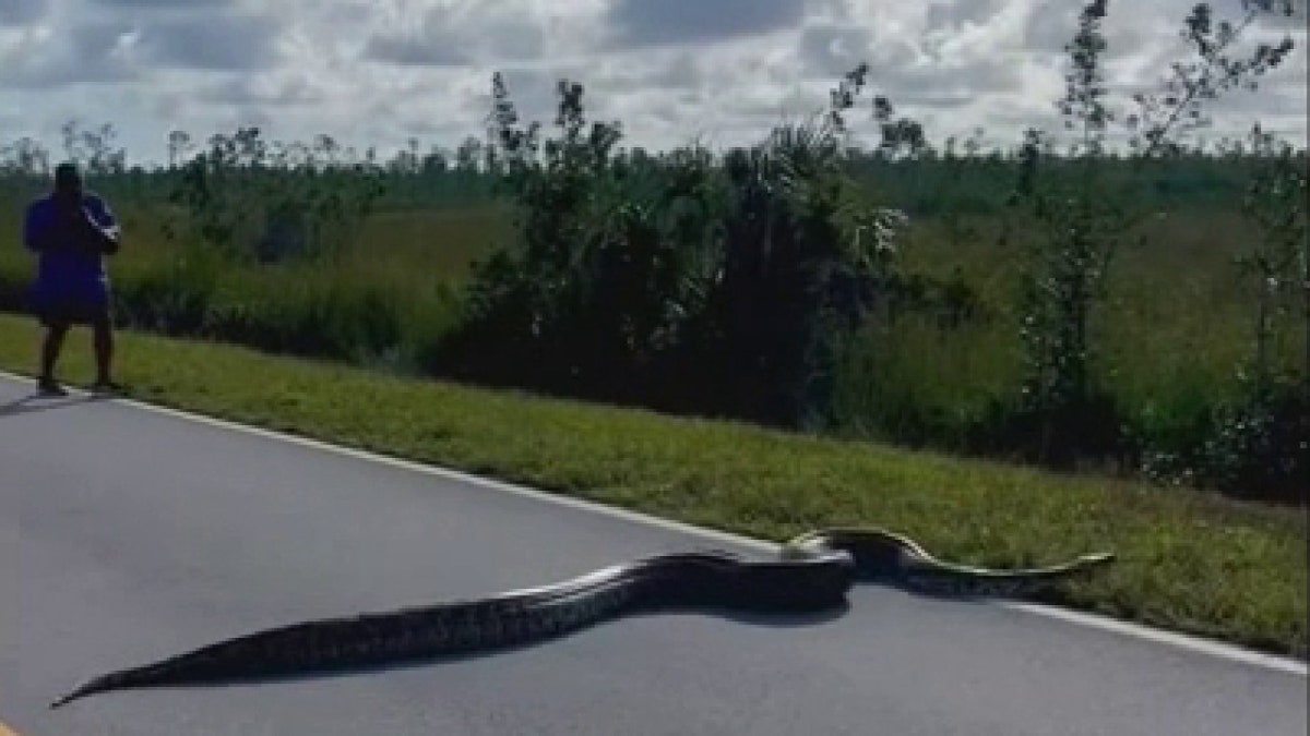 man walking behind Burmese python in road