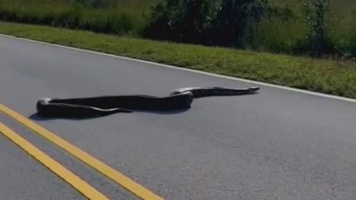 Burmese python in road