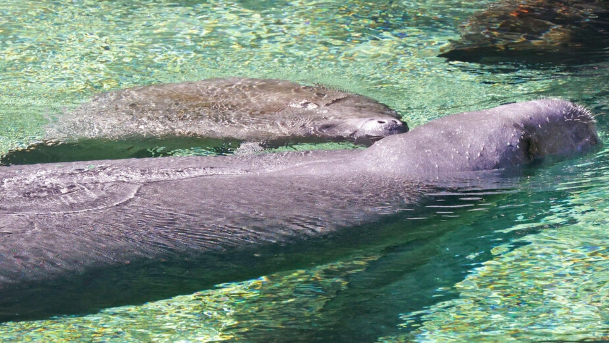 A mother and baby manatee surface