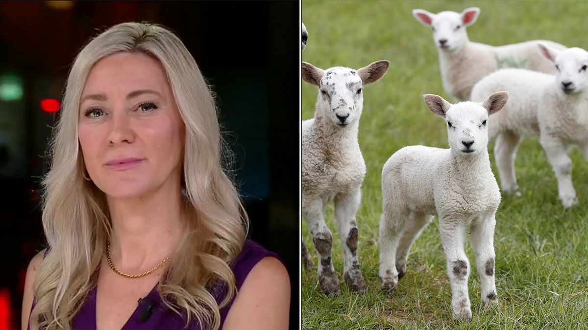 Animal sacrifice 'should be a thing of the past': PETA spokesperson criticizes Michigan city's ruling | Fox News Animal sacrifice 'should be a thing of the past': PETA spokesperson criticizes Michigan city's ruling | Fox News