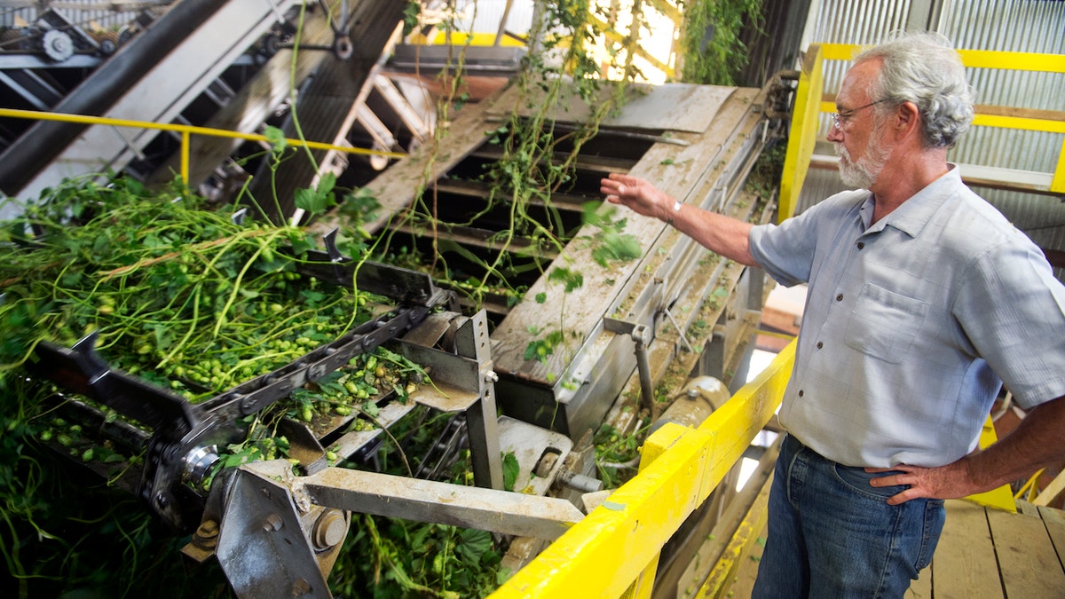 UNITED STATES - AUGUST 27: Rep. Dan Newhouse, R-Wash., explains who hops are processed on his farm, that also grows grapes for wine and fruit trees, outside of Sunnyside, Wash., August 27, 2015. About 80 percent of the country's hops come from the Washington's Yakima Valley where the farm is located. (Photo By Tom Williams/CQ Roll Call)