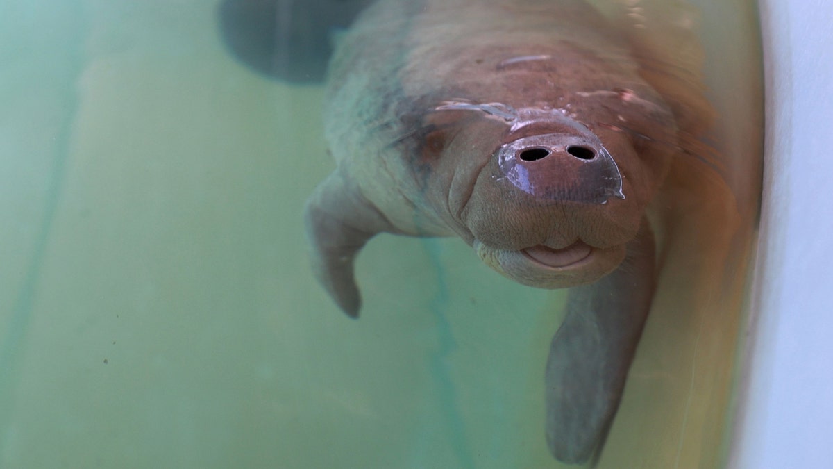 A rescued baby manatee at SeaWorld Orlando