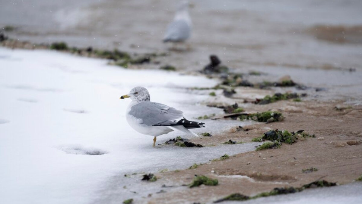 A seagull stands on a snowy Columbia Beach in Chicago