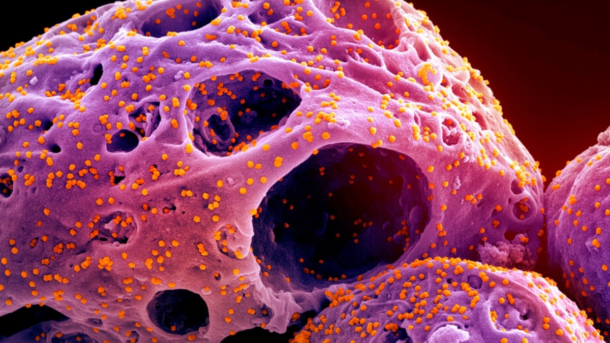 New COVID Subvariant Eris Is Now Most Common And Fastest Spreading In   STRAIN 