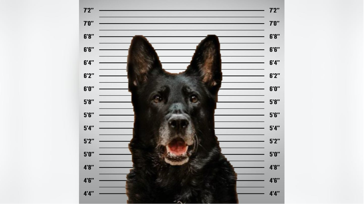 K-9 officer Ice mugshot