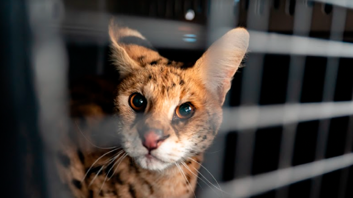 Close up photo of African serval face