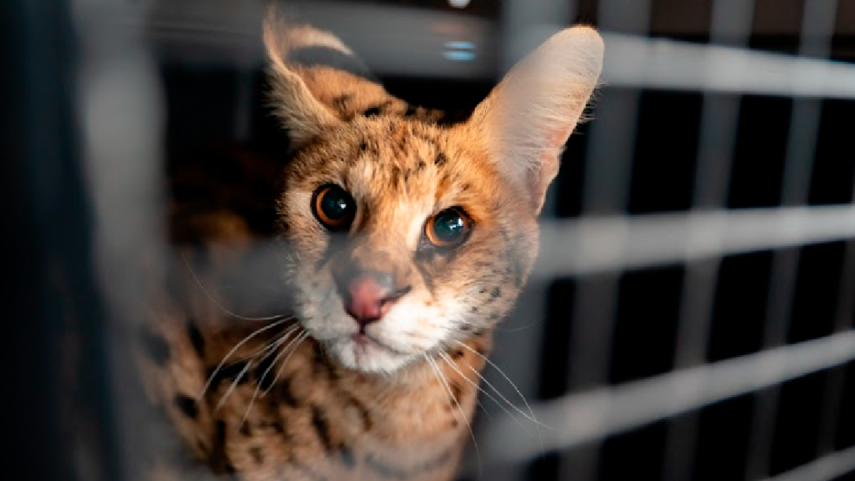 Close up photo of African serval face