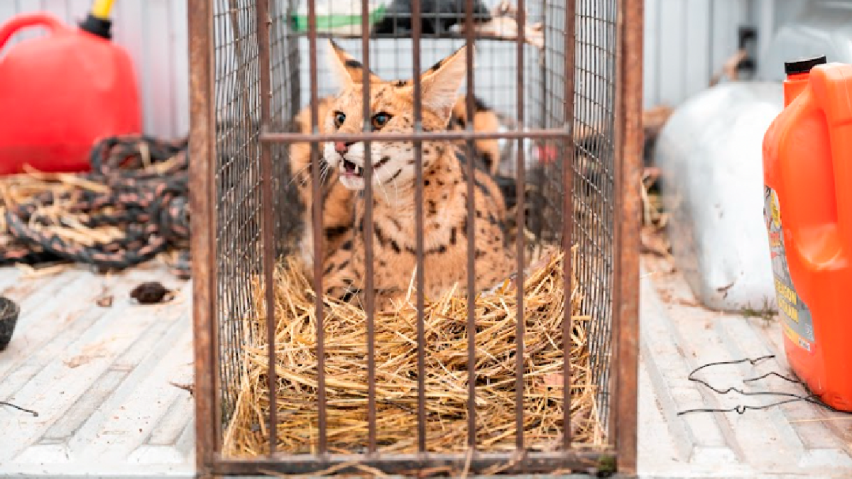 African serval in live trap set by Missouri farmers