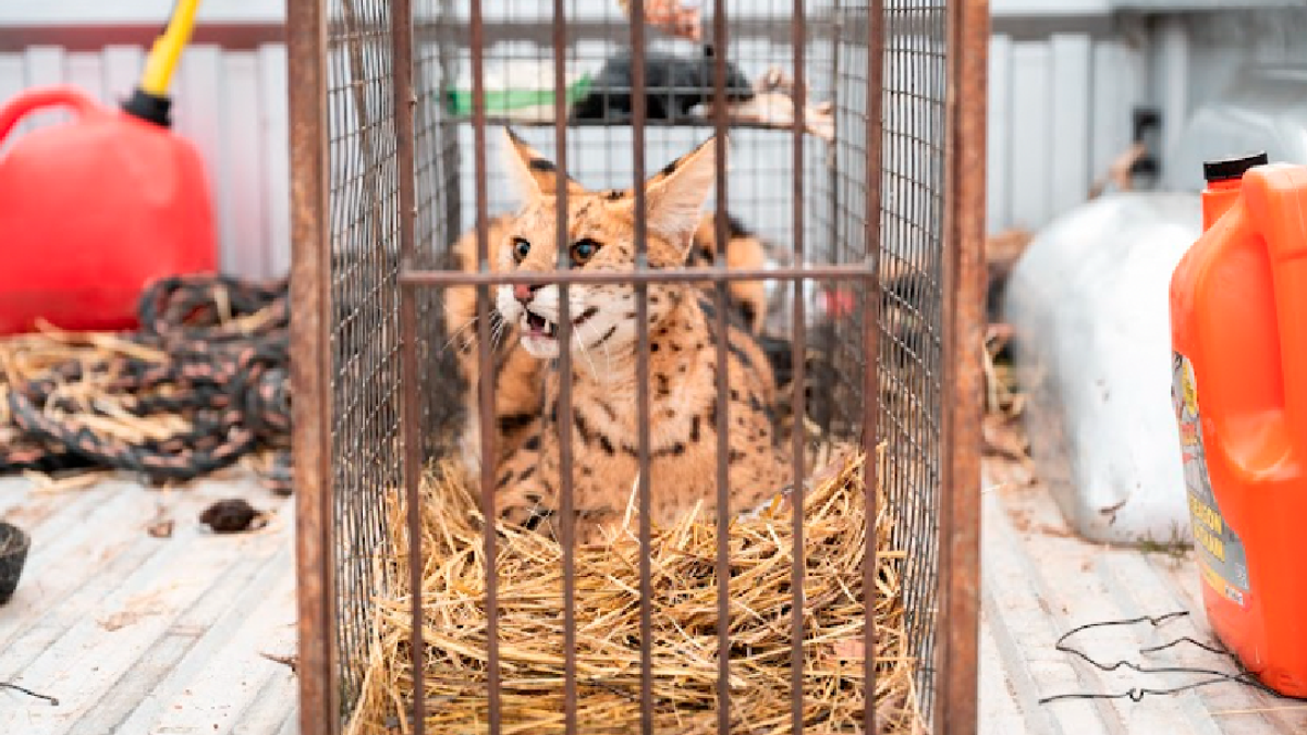 African serval in live trap set by Missouri farmers