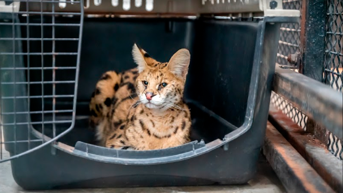 African serval cat settled in cat carrier