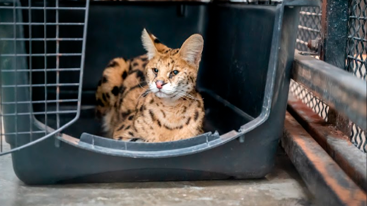 African serval cat settled in cat carrier