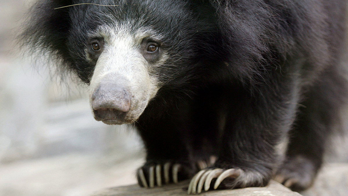 Sloth bear inspects enclosure