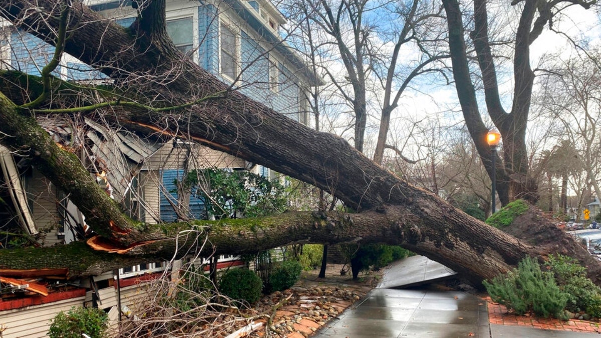 A tree collapsed