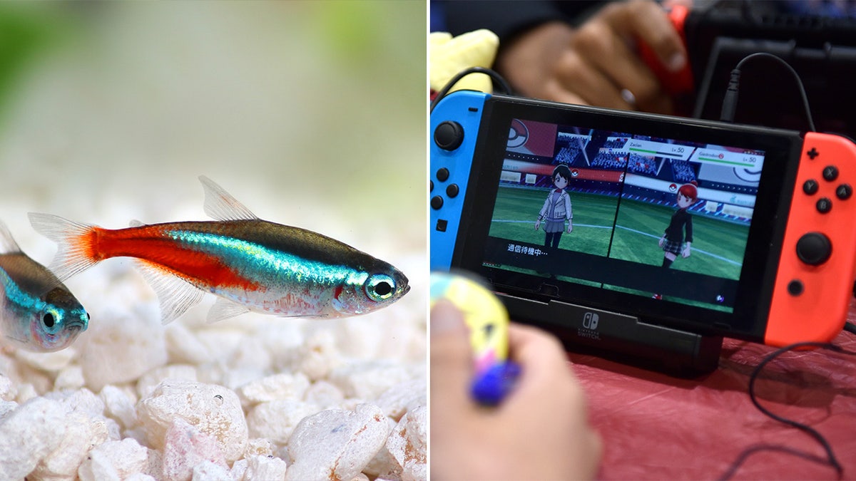 Two tetra fish in bowl next to person playing a Pokemon game on Nintendo Switch