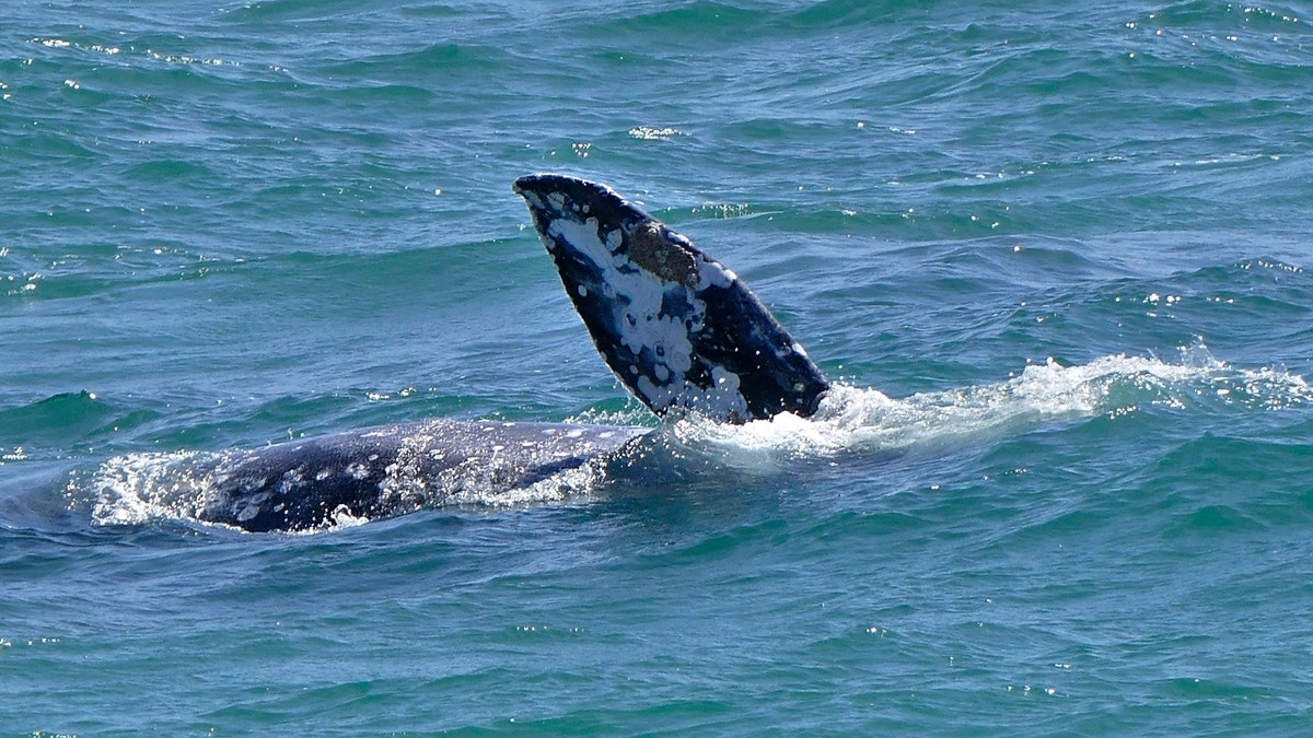 A gray whale calf put on quite a show for those at the Redondo Beach Pier on March 30, rolling in the surf and spouting as it came up for air.