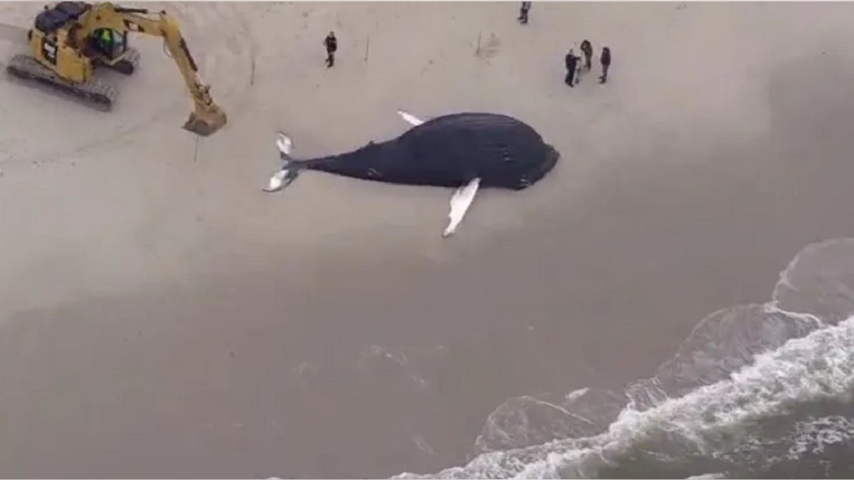 Whale washed ashore in Long Island, New York 