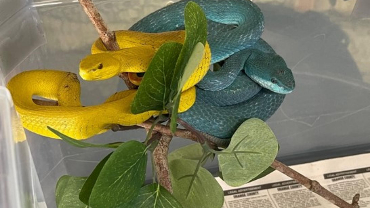 Yellow and Blue Snakes