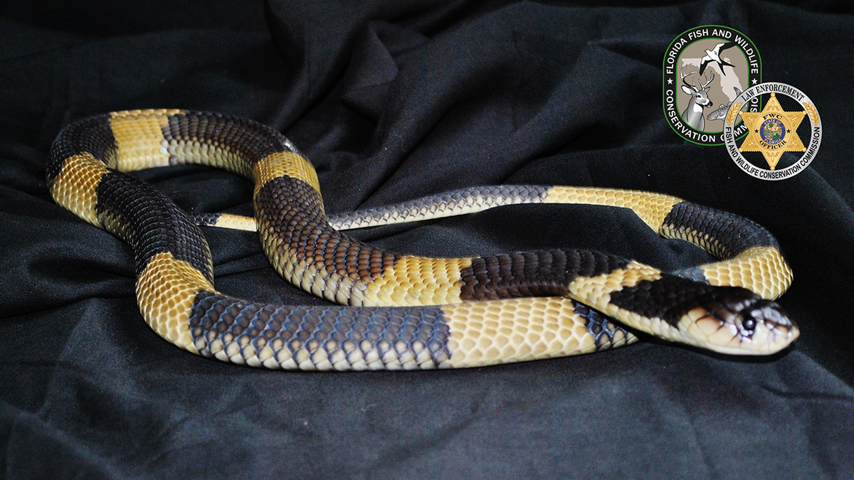 Yellow and black striped snake