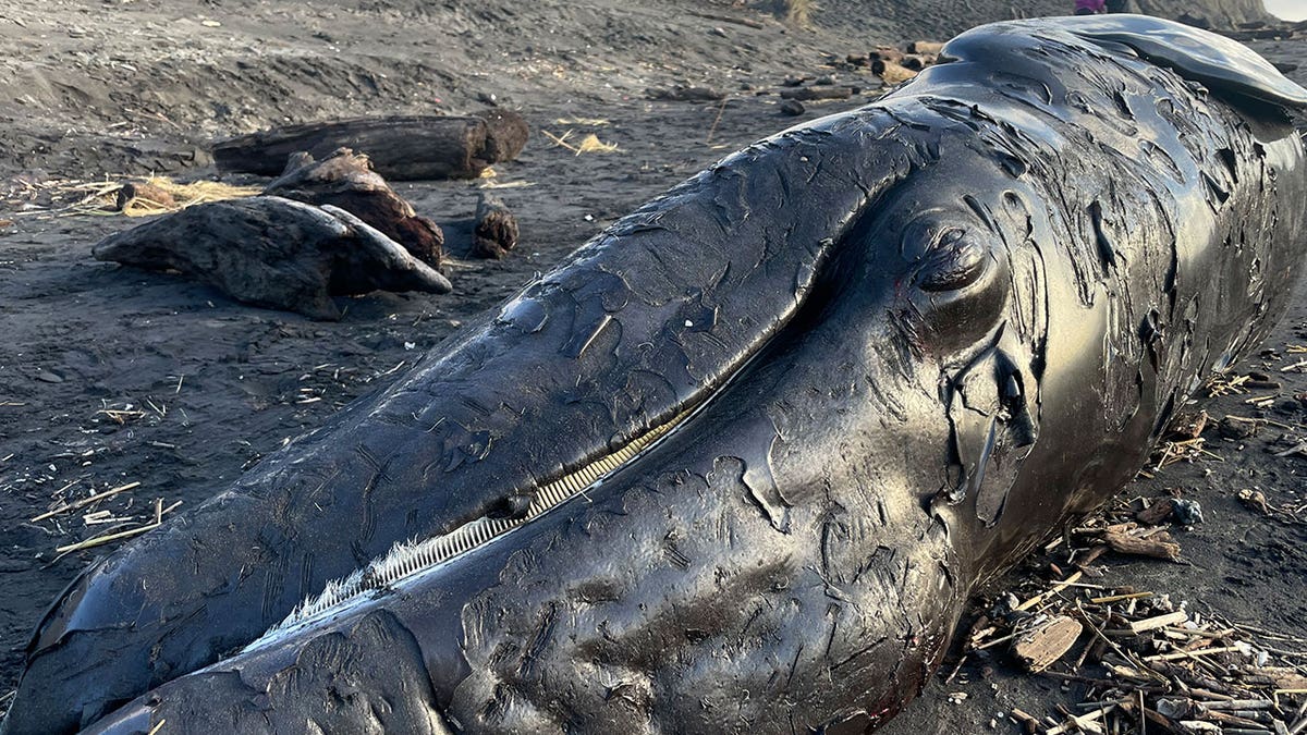 Dead baby whale in OR