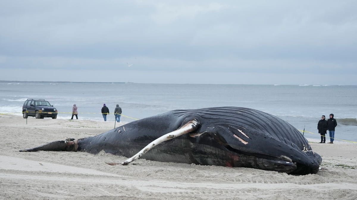 NY beached whale