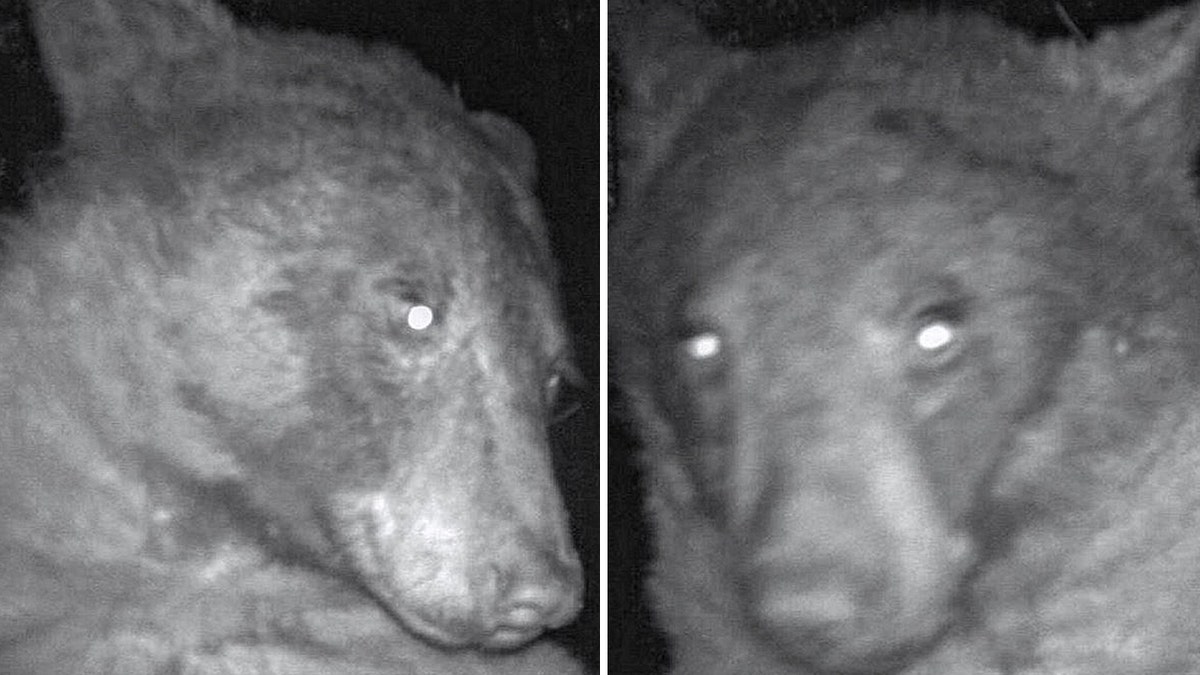 Bear selfies